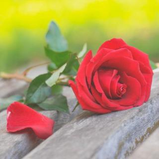 隐藏在玫瑰中的英文花语，送多少支玫瑰才算能表达你的心意呢？