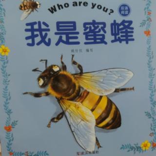 🐝我是蜜蜂🐝