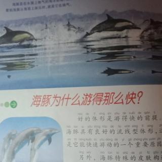 18-海豚🐬为什么游那么快