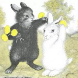小蝶讲故事|黑兔和白兔