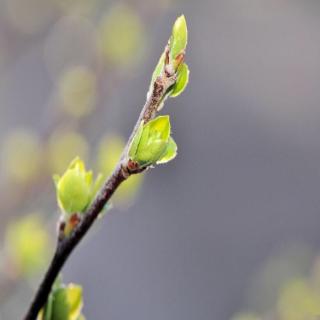 愿山河无恙 春暖花开