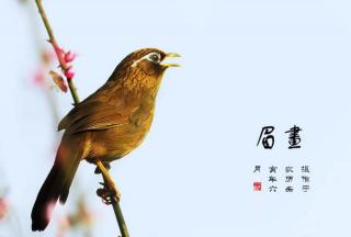 爱尔兰画眉