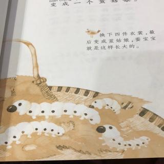 《蚕宝宝》