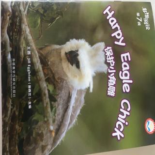 周沁玮-Harpy Eagle Chick