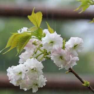 春雨的色彩