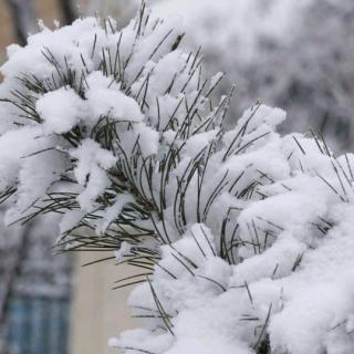 天下为公作品《情人节的雪花送给天使》诵读：静竹