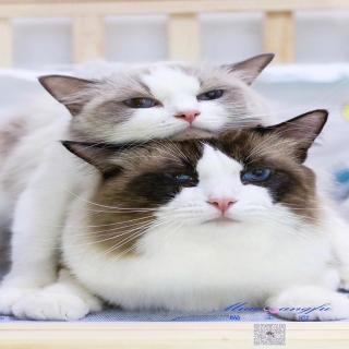 【英语录音】在线收听_YOYO昕悦的播客_荔枝