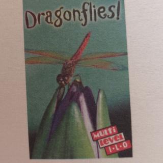 Dragonflies!