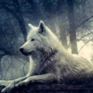 《孤独的狼》作者：碑林路人