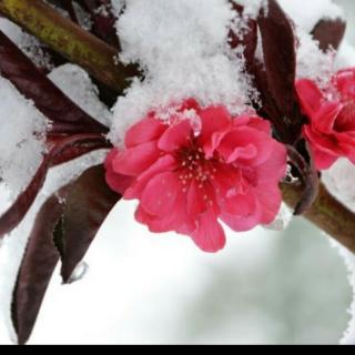 春雪感怀（宋九苓）