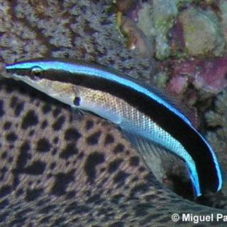 《探访动物的世界》清洁鱼:蓝灯虾虎
