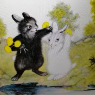 黑兔和白兔  打卡第十五天