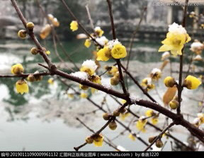 “雪里已知春讯至”