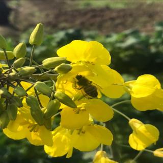 小学一至六年级必背古诗词