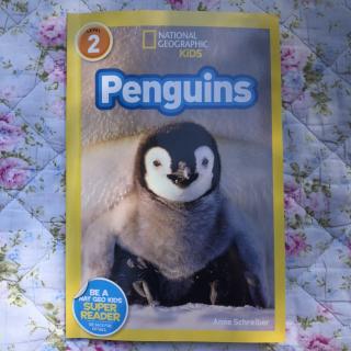 NG2 Penguins P1-13