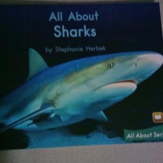 All About  Sharks