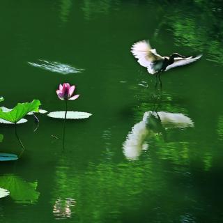 《追随》1作者：雨下罗加 朗诵：生如夏花