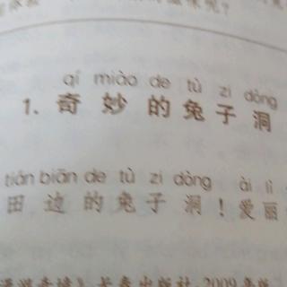 奇妙的兔子洞