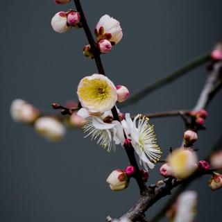 配乐诗朗诵《梅花绝句（其一）》