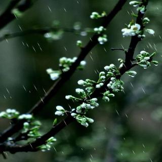 春雨    沐之