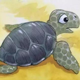 绘本故事《勇敢的小海龟》