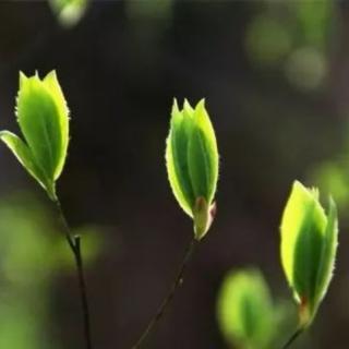 《我是春天你是诗篇》1作者：雨下罗加 朗诵：生如夏花