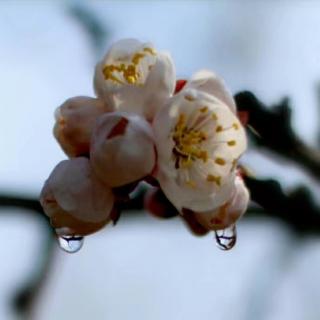 万川诵读《雨水》（梅子）