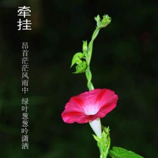 牵挂  作者：喻文华