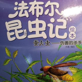 昆虫记—萤火虫-伪善的杀手