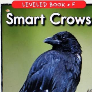 Day~37 smart crows