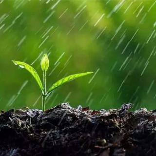 今日雨水，风雨送春归