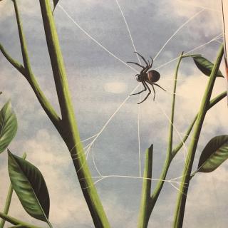 蜘蛛.天才的建筑师 1.纺织娘子-圆网蛛