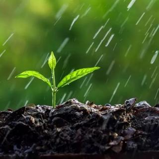 雨水节气