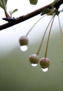 张新锐《 雨 水 》