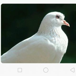 【读并背英语】在线收听_曹向宇90_荔枝