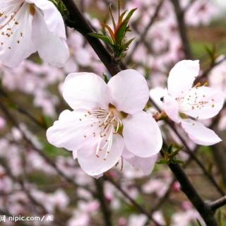 4.三月桃花水