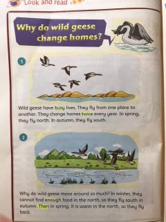 Why do wild geese change homes？