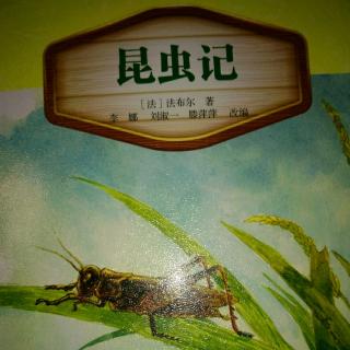 朗格多克蝎子的交尾