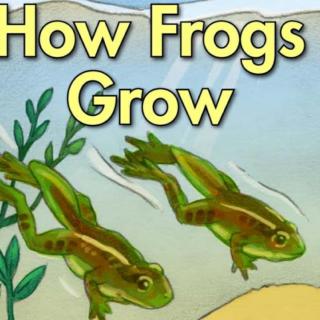 How frogs grow