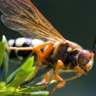 昆虫记干泥蜂的外形图片