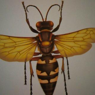 朗格多克飞蝗泥蜂图片