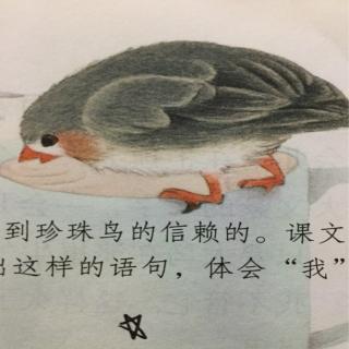 珍珠鸟课文插图图片