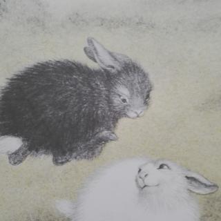 黑兔和白兔