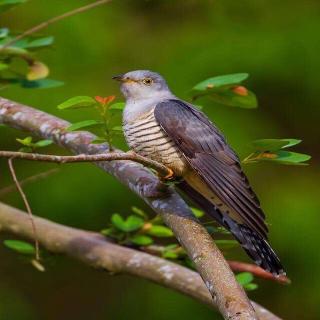 《冬日漫游：21白松鼠🐿️》【艾温·威·蒂尔》