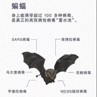 蝙蝠致人类的一封信