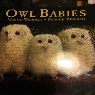 20200223 Owl Babies