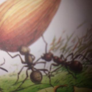 华豫艺术幼儿园园长妈妈睡前故事第十八期《骄傲的蚂蚁》