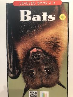 Day811: O12 Bats 2.23.2020