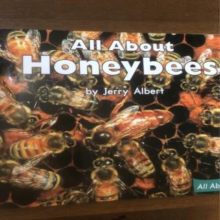 All about honeybees