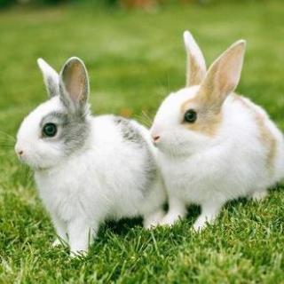 小狗丹尼尔(23)兔子小白和小灰丨动物西游第649集